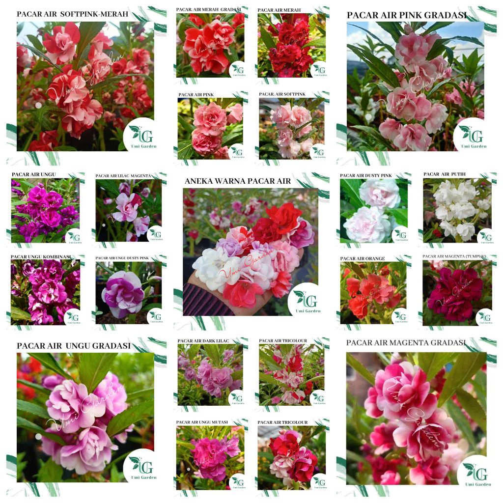 25 Biji Aneka Warna Pacar Air Tumpuk Tanaman Hias Impatiens Balsamina Merah Gradasi Merah Putih Pink