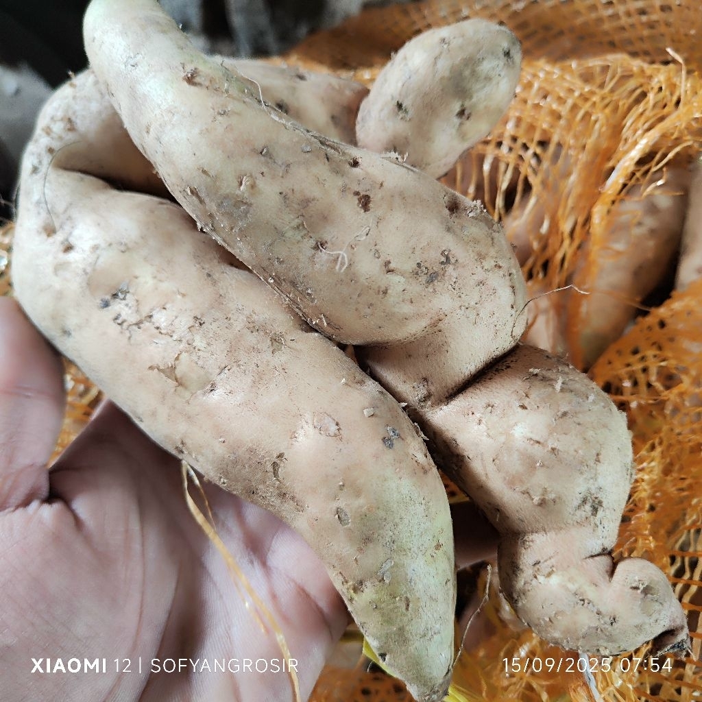 

Ubi Cilembu Putih Ketan Pulen 500g Manis Mentah Termurah