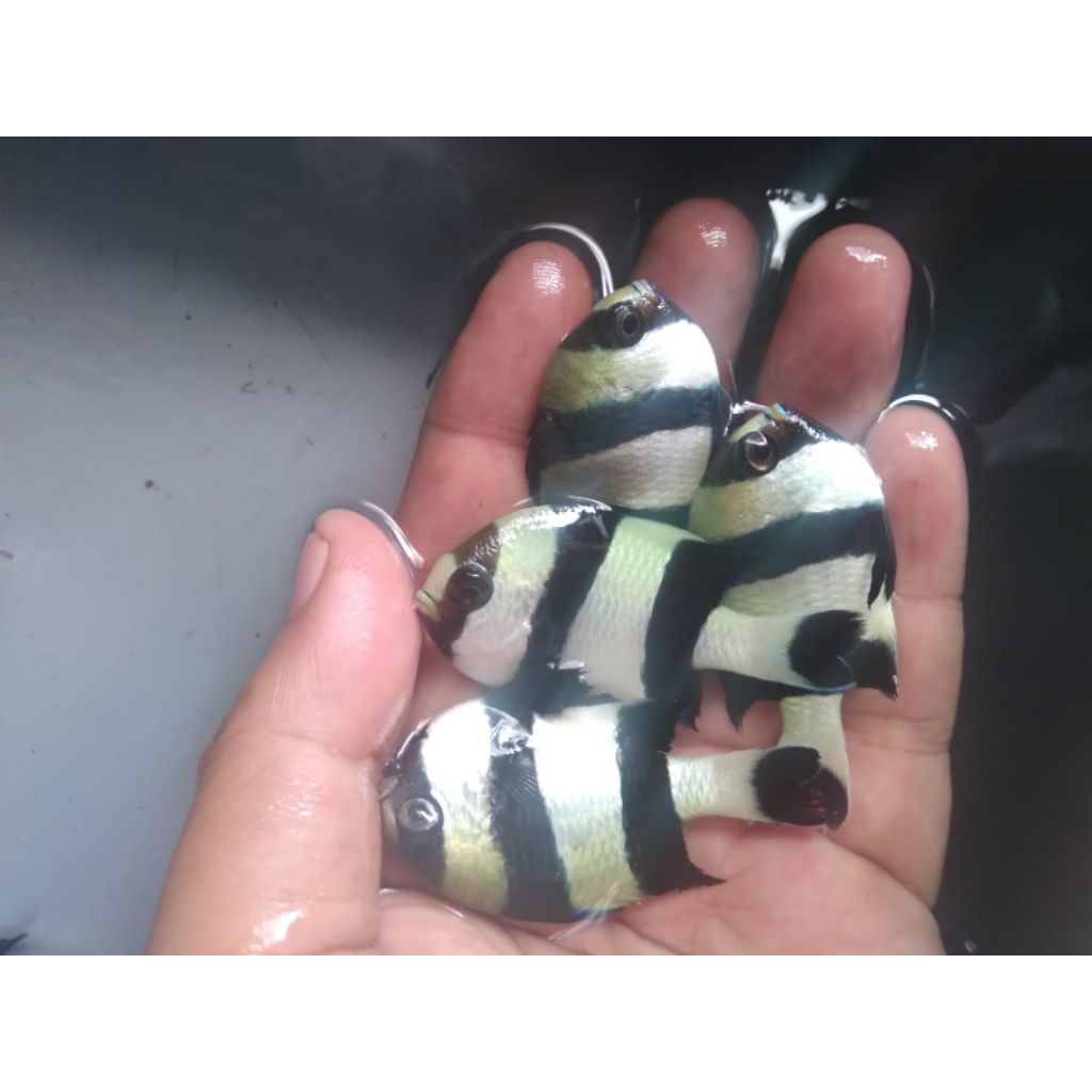 Hiasan akuarium air laut Betok Zebra