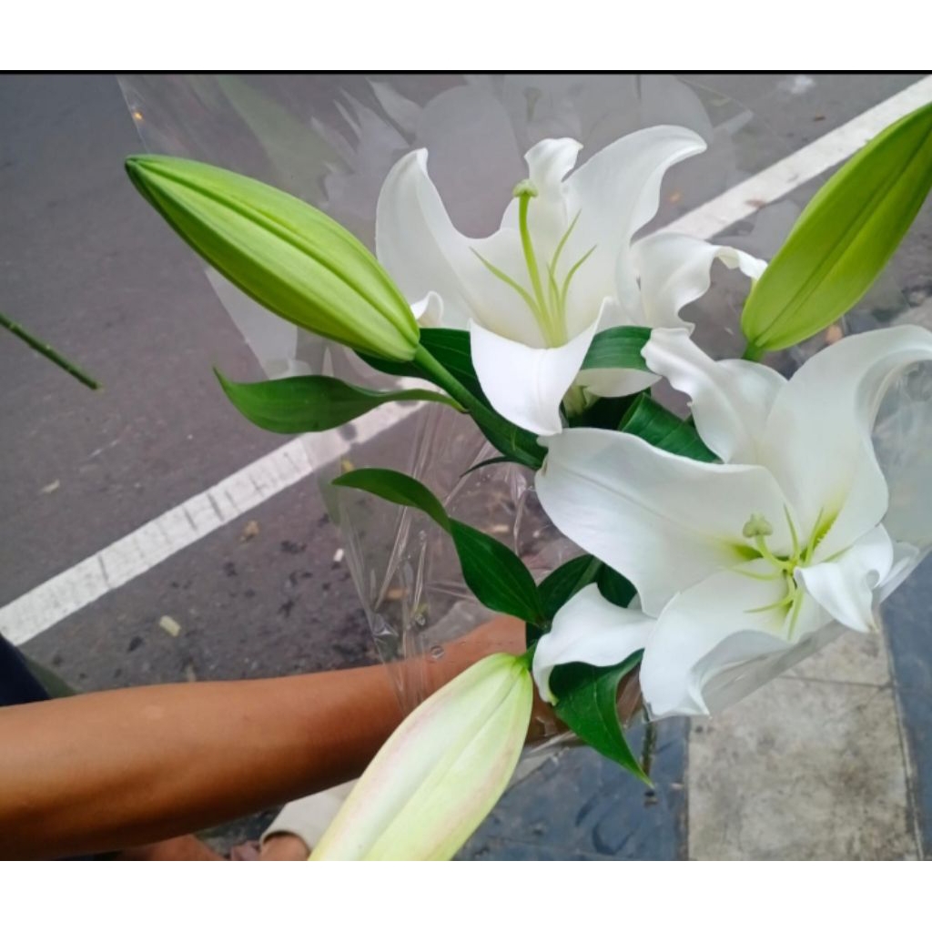 bunga Lily/Casablanca inpor