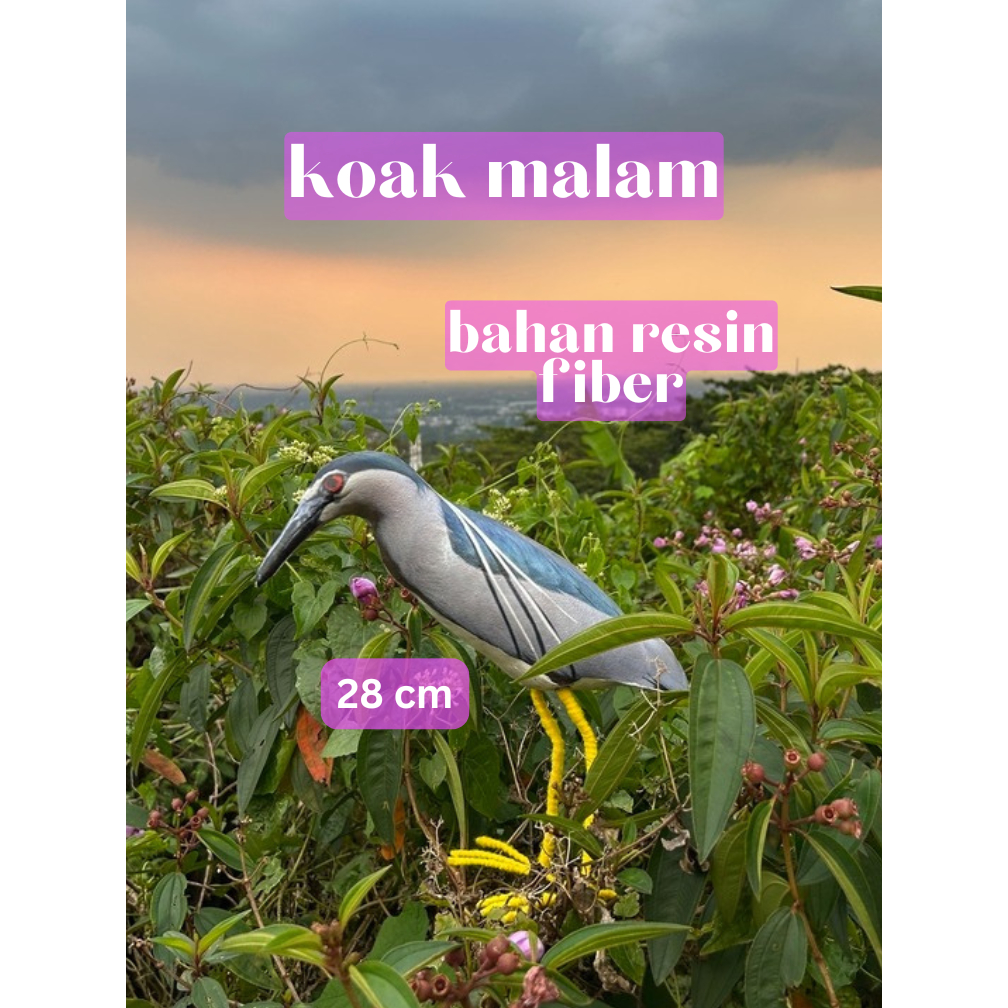 patung jontrot/pikat burung koak abu