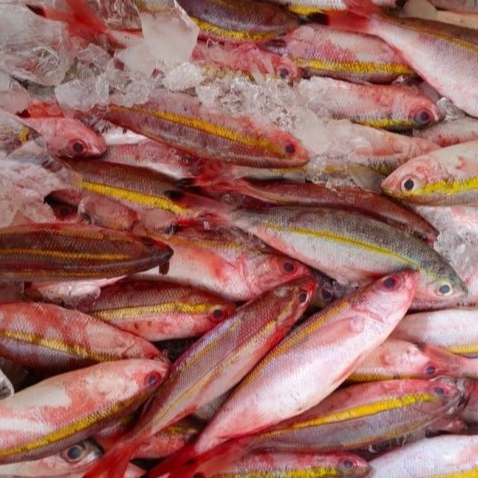 Ikan Pisang 1Kg Ikan Pisang pisang Segar Seafood Ikan Laut Segar