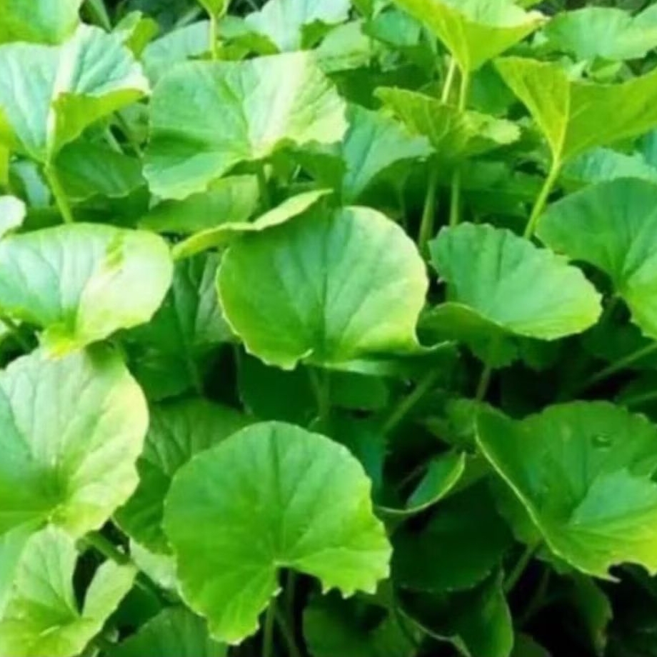 

daun pagagan atau antanan per 100gm siap kirim