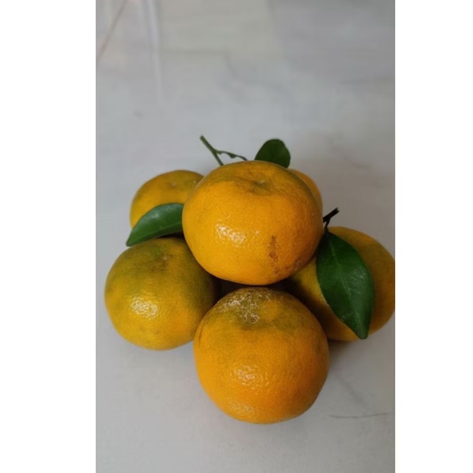 Jeruk Siam Madu Dau Malang