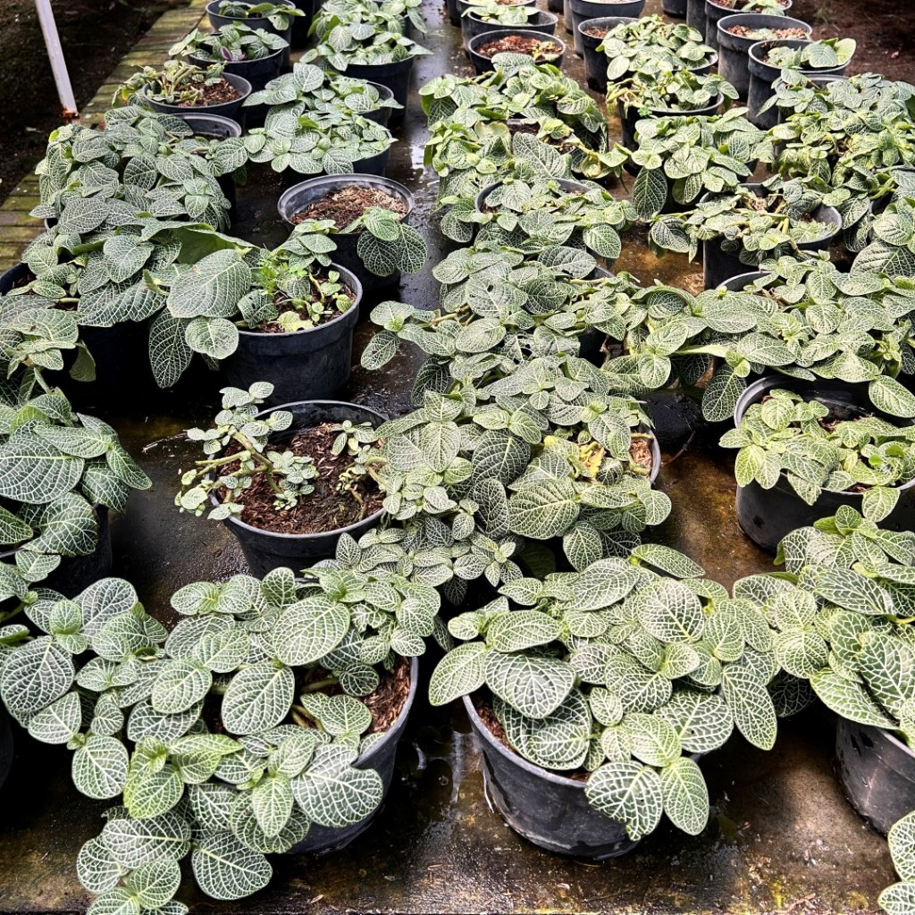 Tanaman hias fittonia | Fittonia hijau