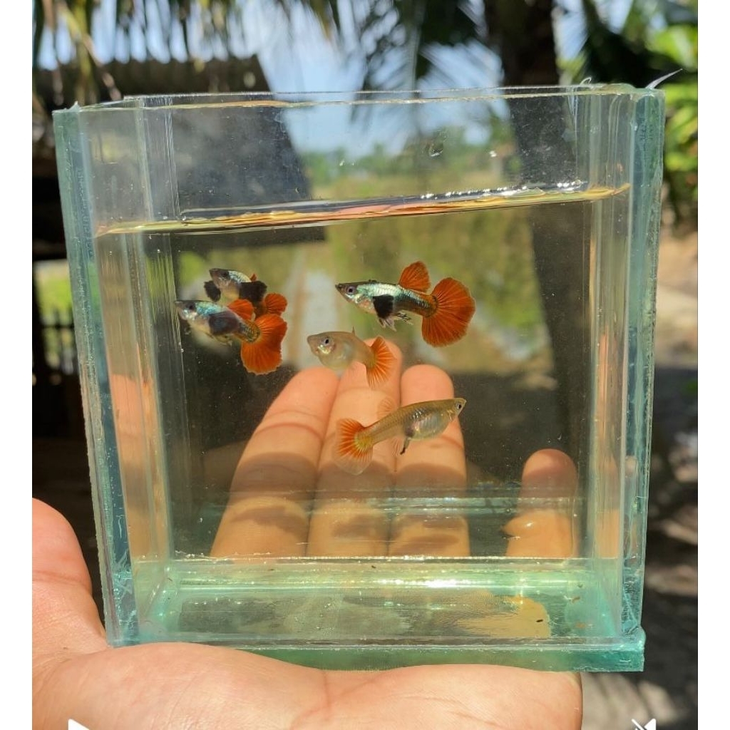 hiasan akuarium GUPPY PRTDE HM 1 jantan 2 betina.
