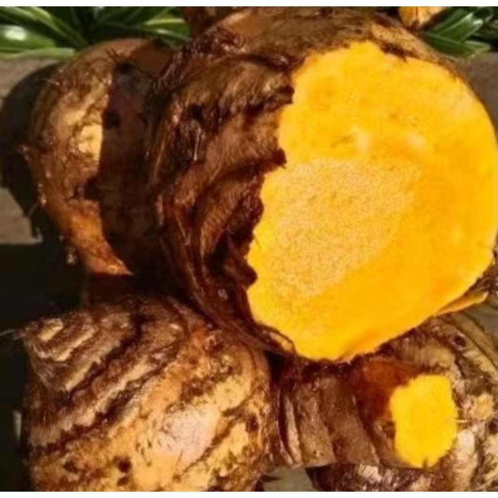 

Biang Empu Temulawak, Temulawak Big Segar fresh