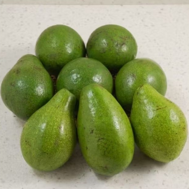 

Alpukat mentega 1 kg isi 7 - 8 buah fresh