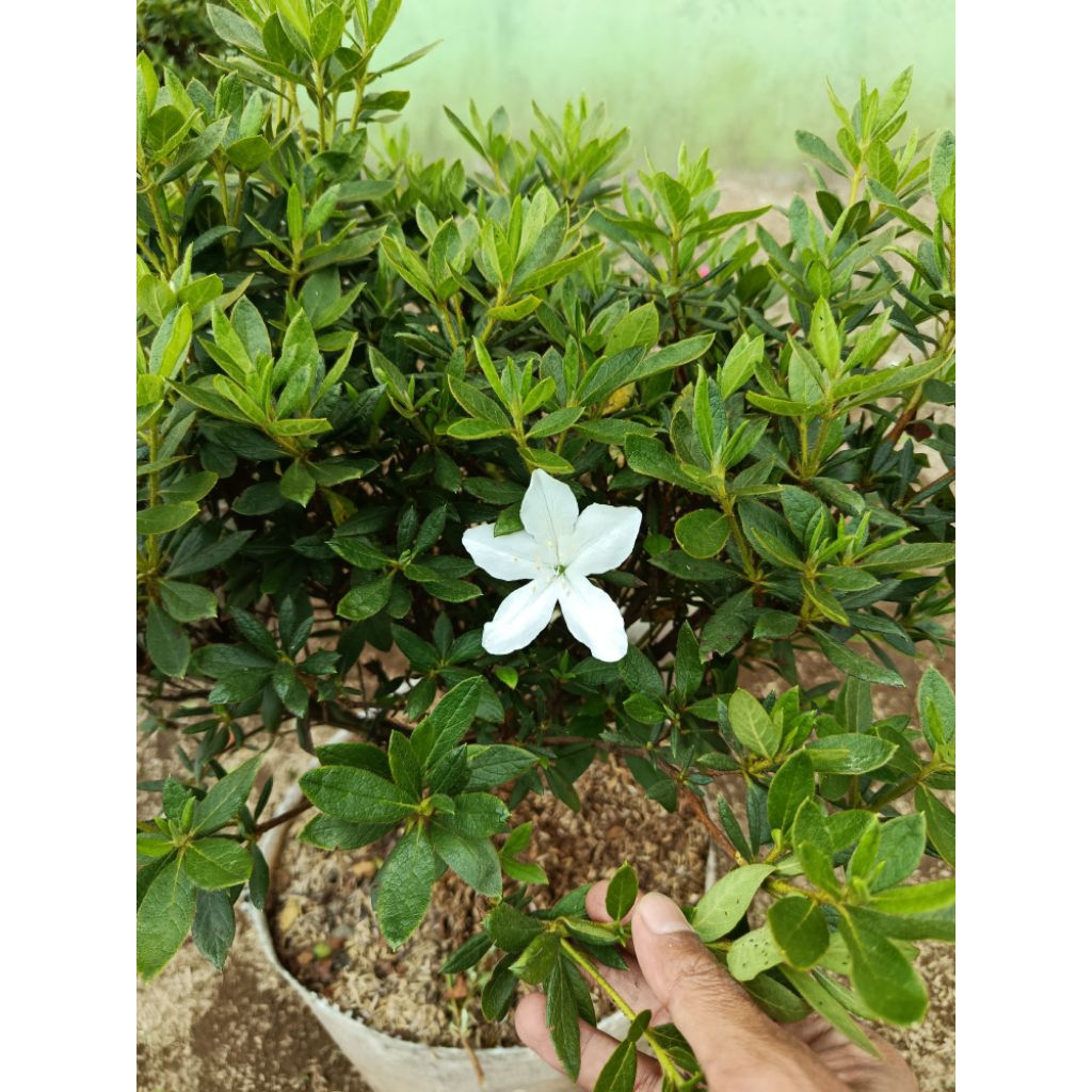 Jivara56 Azalea Putih