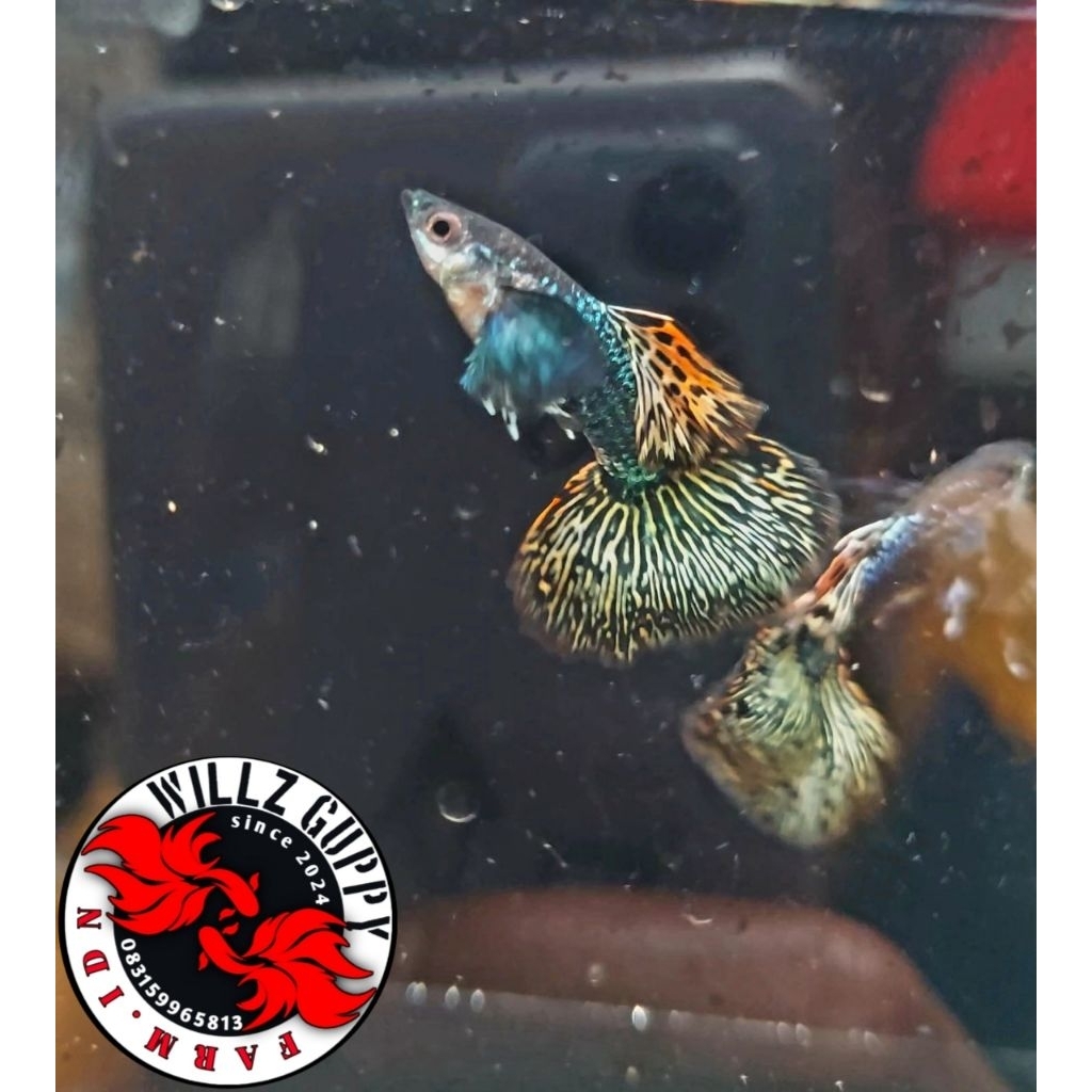 Perhiasan Aquarium || Guppy Yellow Dragon Big Ear BDS