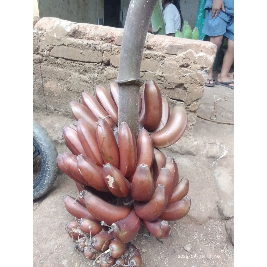 

pisang udang per sisir rasa mnis lembut