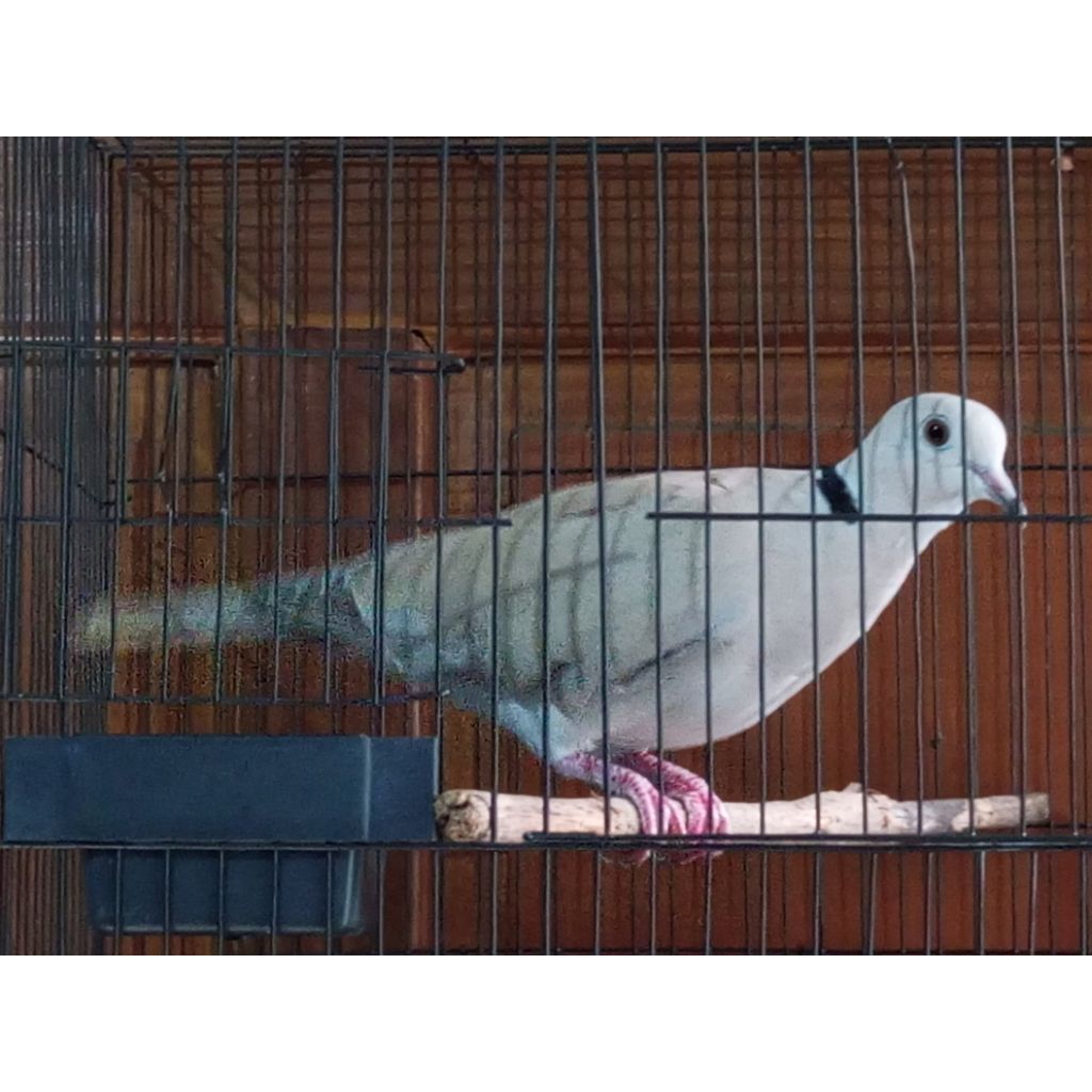 Puter pelung asli, JANTAN, dewasa, rajin bunyi, suara panjang ( harga diskon )