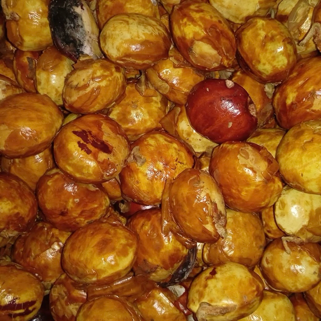 PROMO JENGKOL TUA KUPAS ASLI KALIMANTAN 1 kg