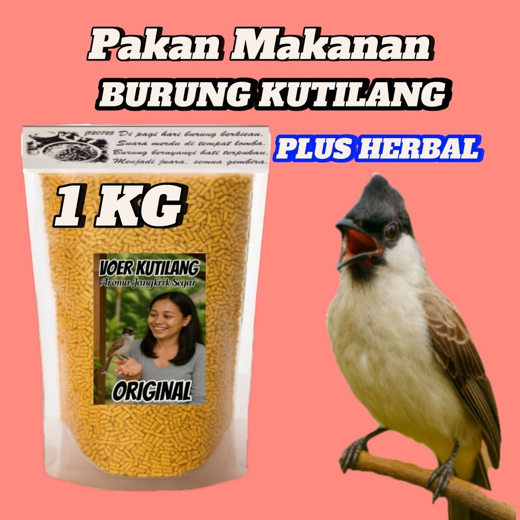 Voer Kutilang. Pur Burung Kutilang. Pakan Makanan Burung Kutilang.