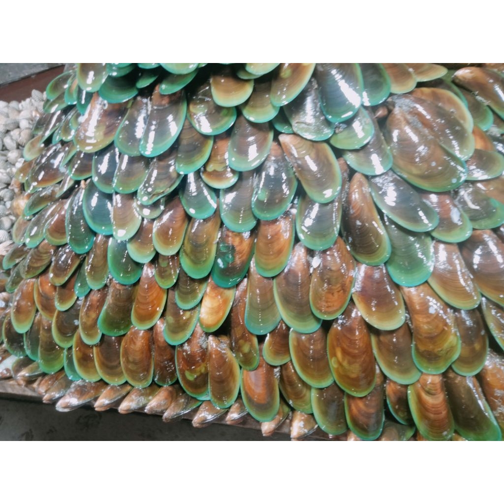 

Kerang Hijau
