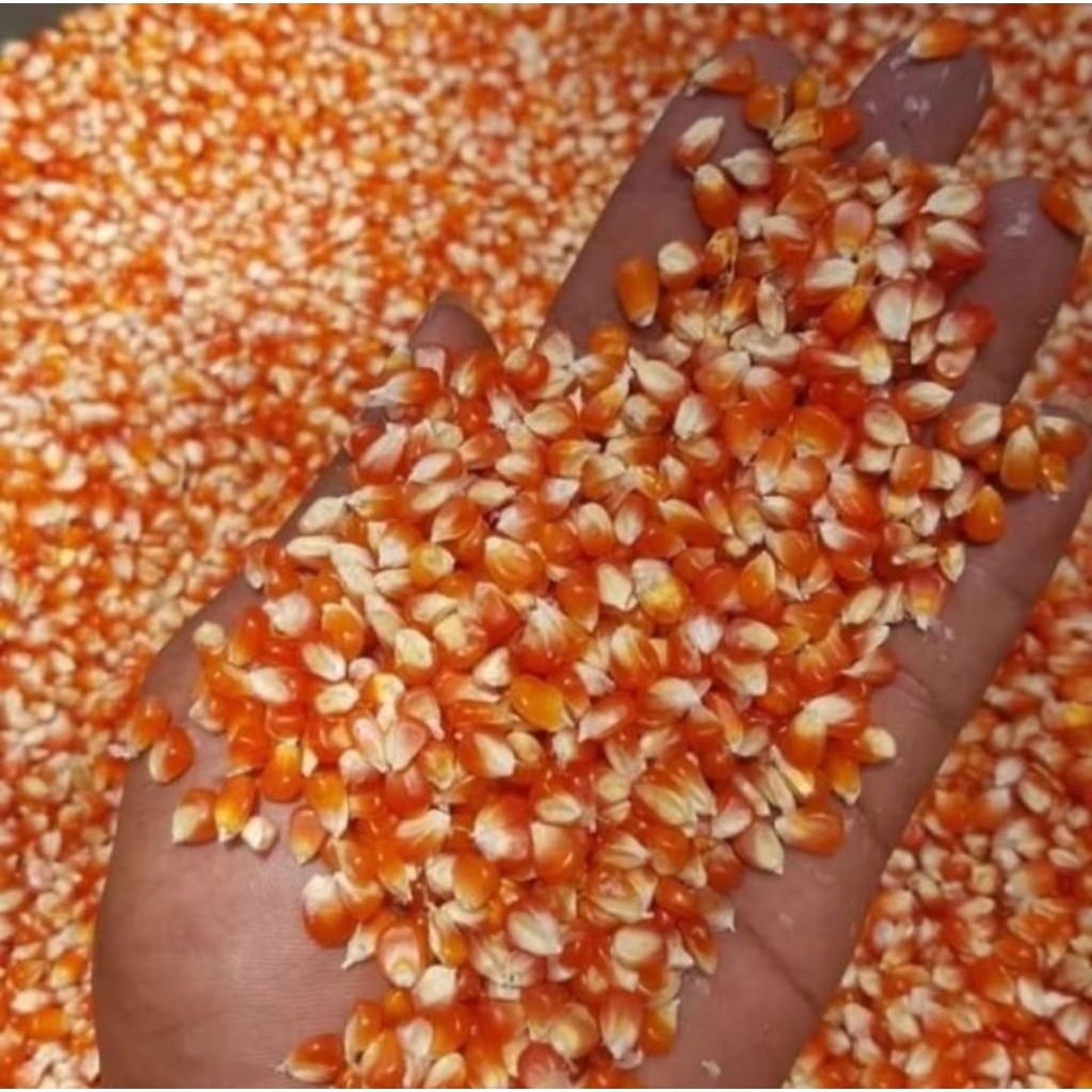 Jagung kristal super 1kg