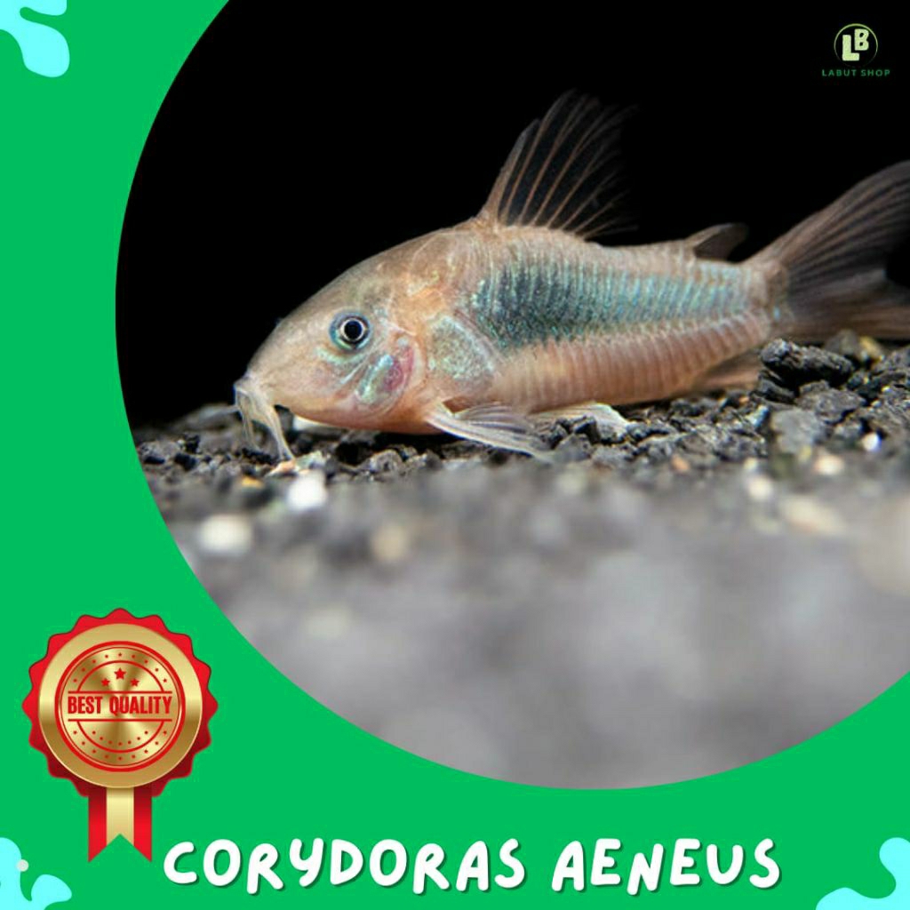 Ikan Corydoras Aeneus hiasan aquarium corydoras aines aeneus bronze corydoras aquascape