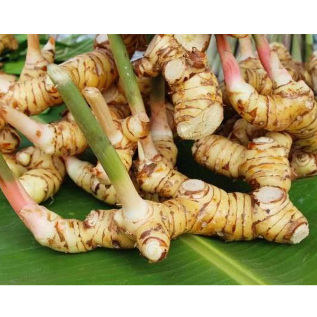 1 kg lengkuas/laja segar