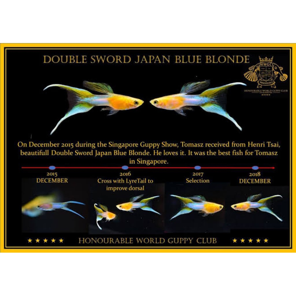 hiasan akuarium guppy blonde japan blue double sword