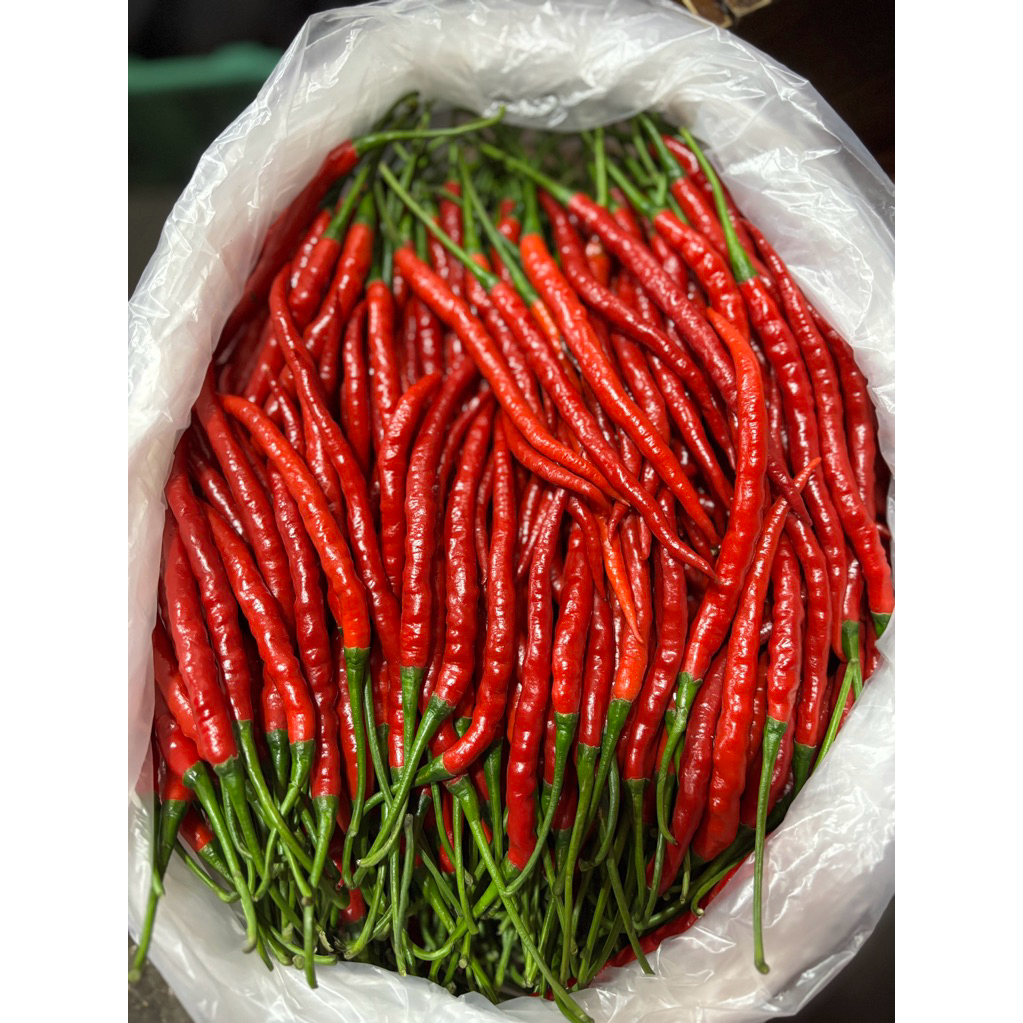 

Cabai Merah Keriting Super