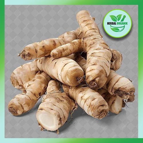 

Kunyit putih Segar 1 kg rempah dan herbal organik