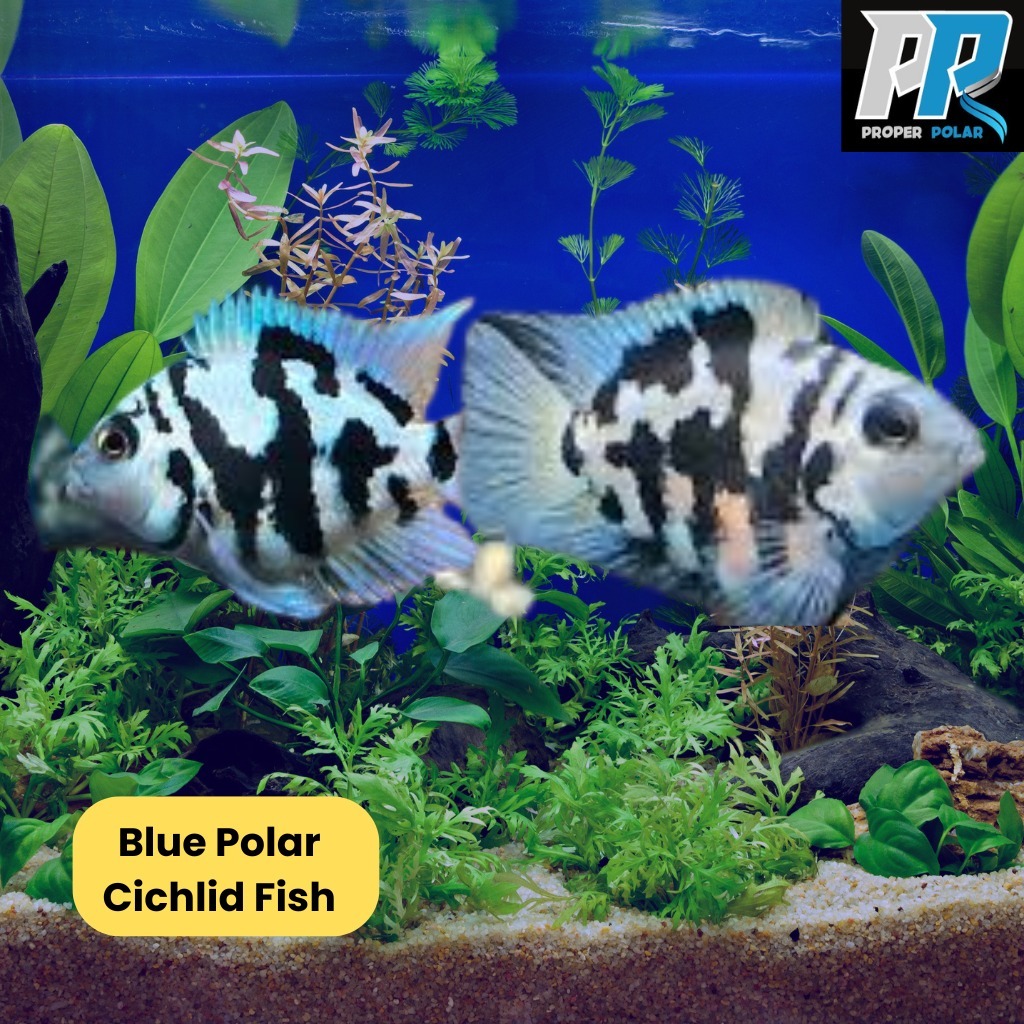Ikan Hias Polar Cichlid | Blue Polar & White Platinum Convict | Ikan Hias Aquarium Aquascape