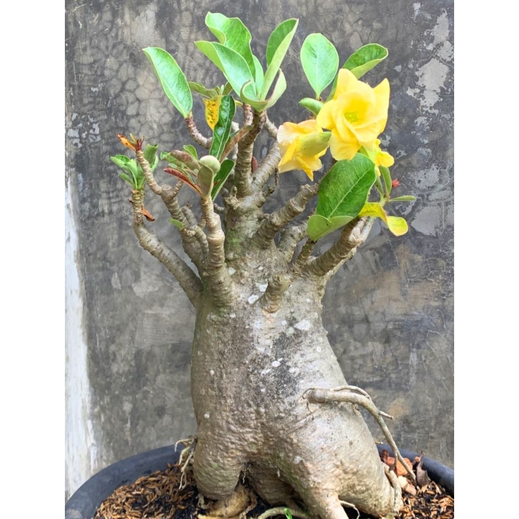 TANAMAN HIAS ADENIUM KAMBOJA JEPANG JUMBO GRAFTING TUMPUK
