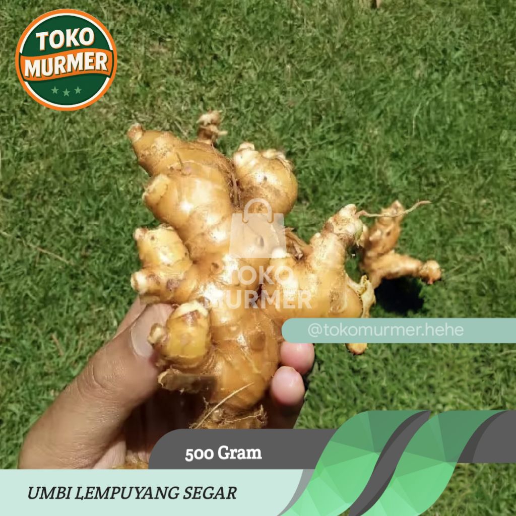 

Lempuyang segar herbal multi khasiat 500 gram kemasan hemat_Toko murmer