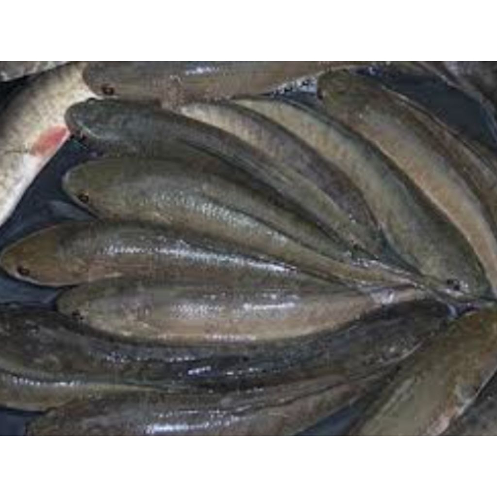 ikan gabus konsumsi masih hidup..