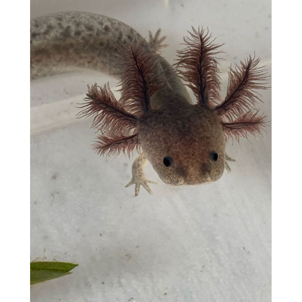 AXOLOTL/BABY/MARBLE/7CM
