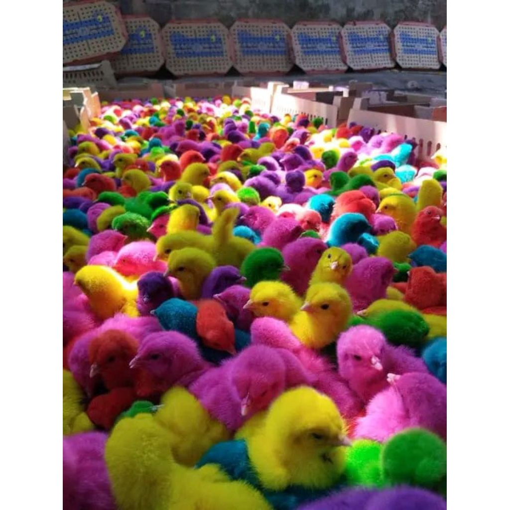 Doc Ayam Warna Warni Sehat Lincah Garansi Sampai Tempat