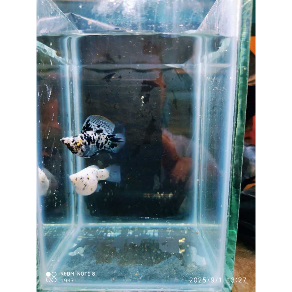 Ikan Hias Air Tawar Molly Marble