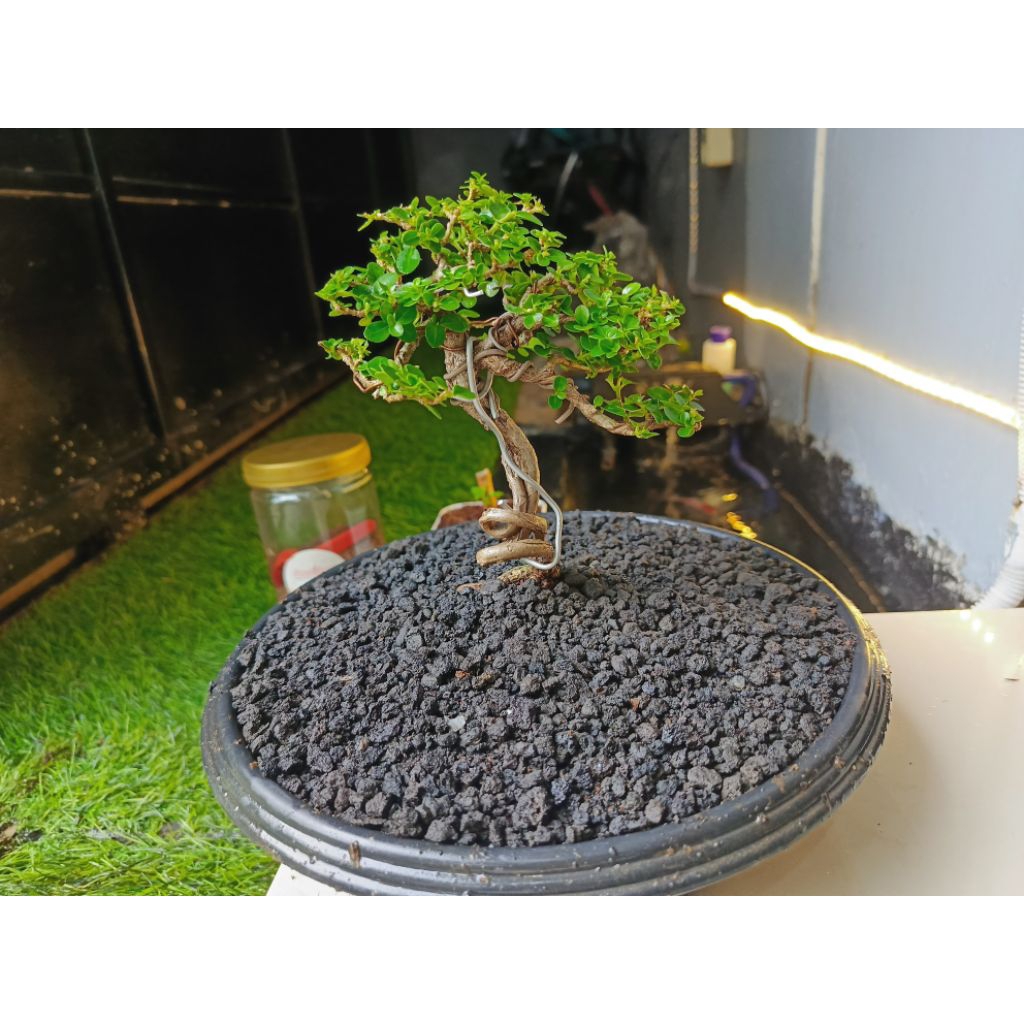 Bonsai sancang siap pajang