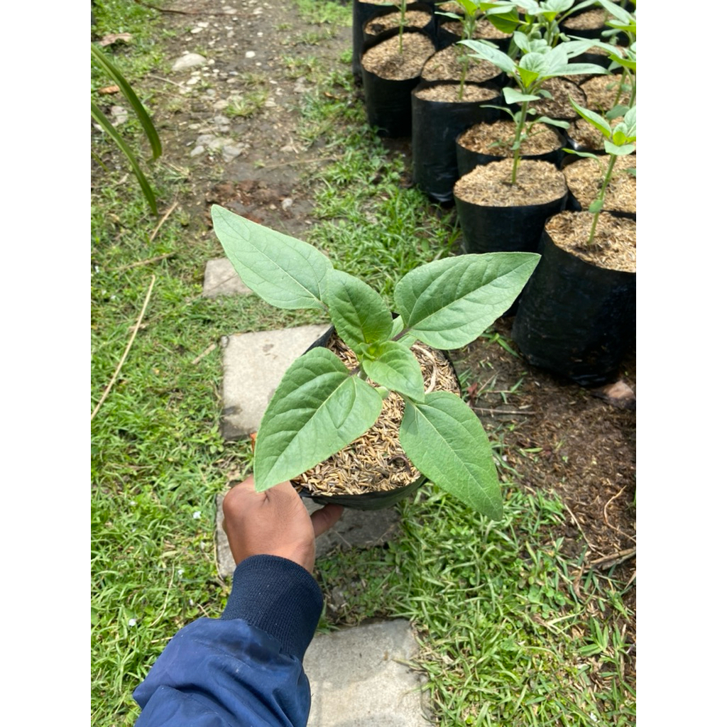 bibit tanaman bunga matahari