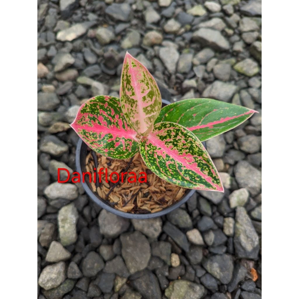 Aglaonema Arini Trah Terbaik