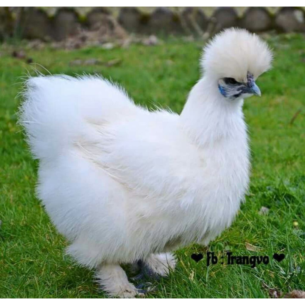 Telur Ayam kapas silky fertil siap untuk di tetaskan