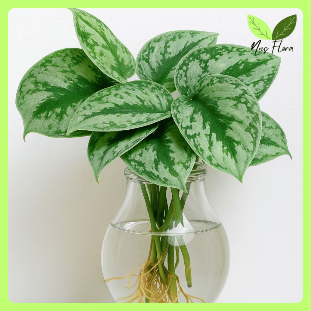 Tanaman Sirih Gading Silver Scindapsus pictus
