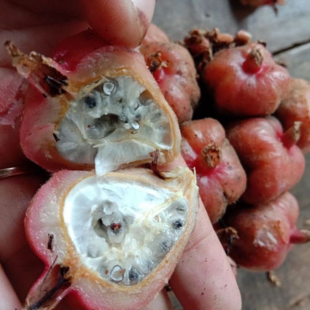 

buah honje segar berqwalitas 1kg acem patikala untuk juice