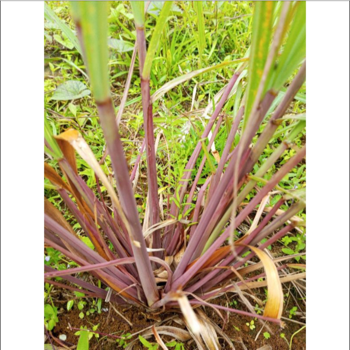 

Murah Serai Wangi Segar / Serai Merah Segar / Sereh Wangi Segar Alami