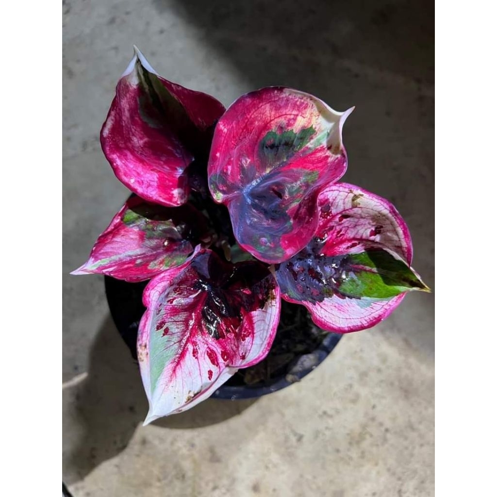 caladium f1 red devil