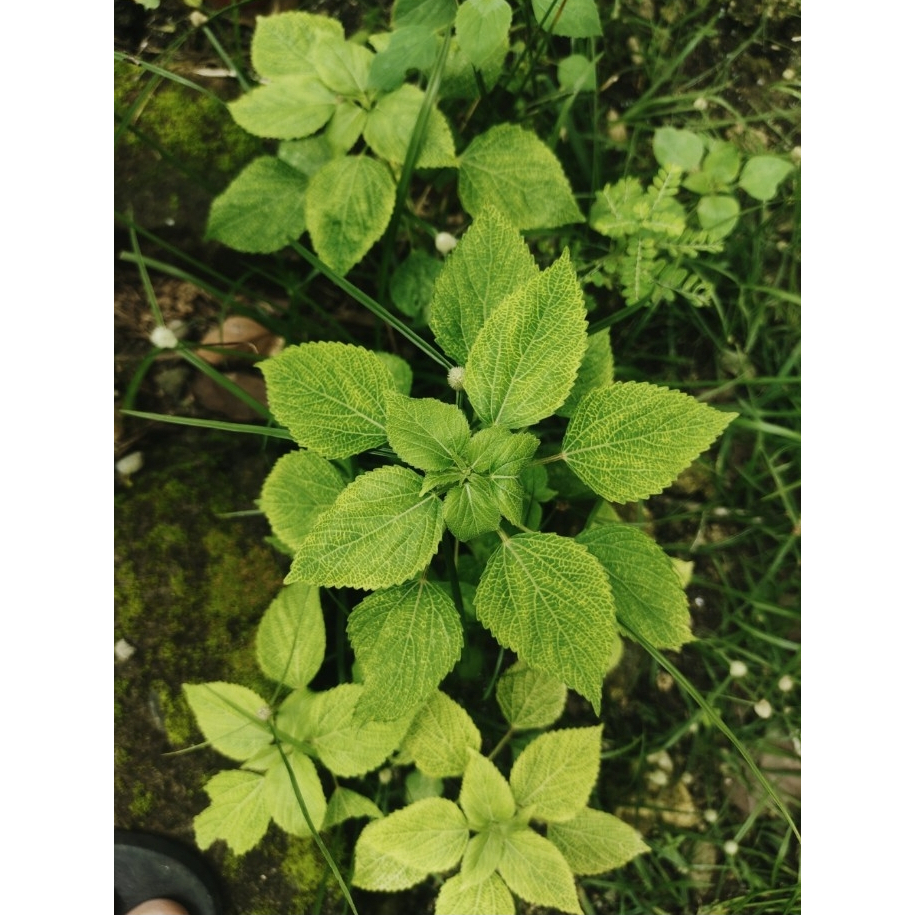 

Daun Sintrong Segar | PETIK DADAKAN | Lalapan Sunda Organik Alami