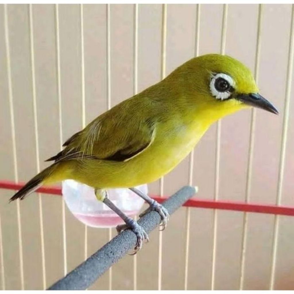 Burung Pleci Dakun Lokal Jantan