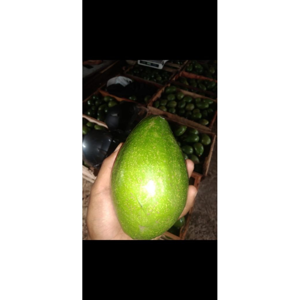 

ALPUKAT MENTEGA 1KG UKURAN SUPER/A