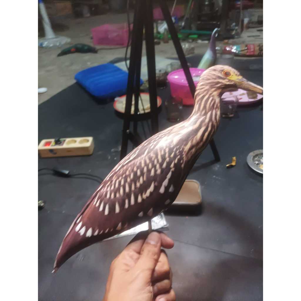 JONTROT BURUNG KOAK HITAM TAHAN PENYOK MIRIP ASLI KUALITAS PREMIUM PIKAT KOAK PATUNG BURUNG KOAK