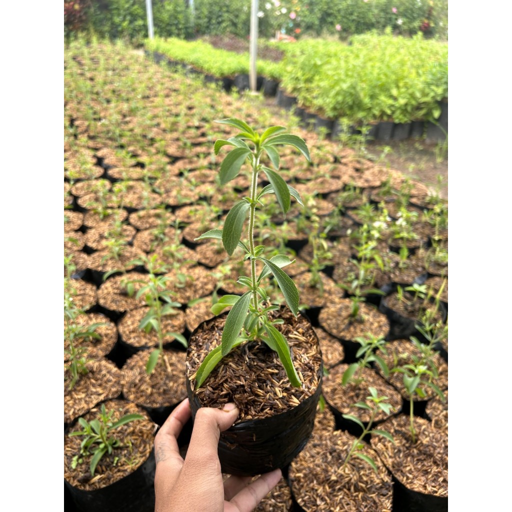 Stevia | Bibit Stevia (Pengganti Gula) | Tanaman Stevia | Pemanis Alami Stevia