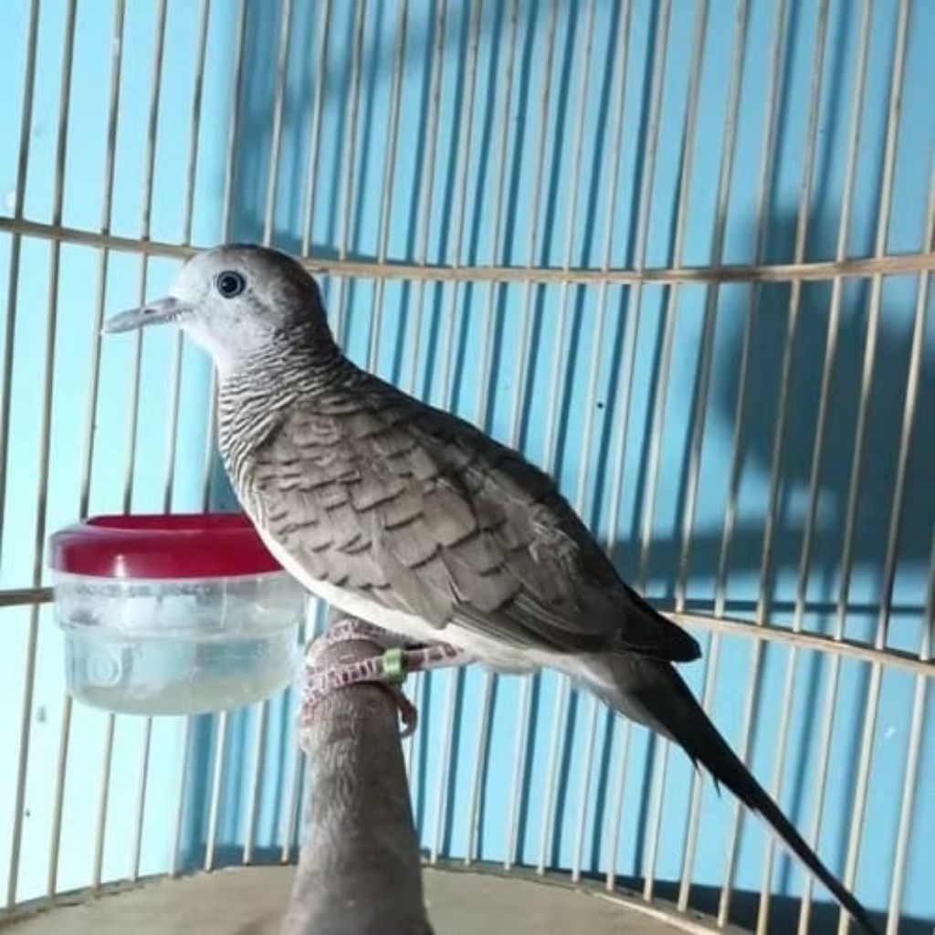 Burung Perkutut Bangkok Ori Ring Dewasa Pilihan super