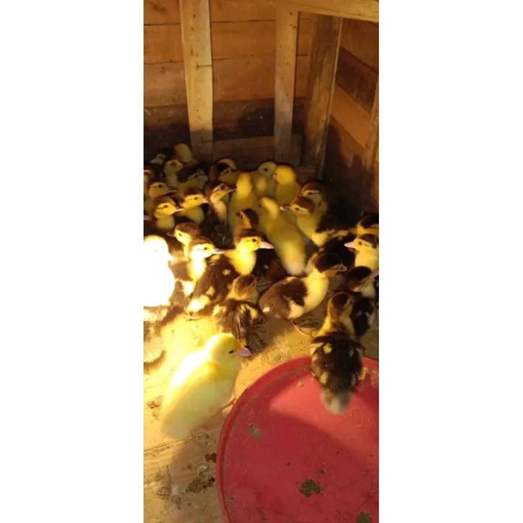 Doe Entok Berkualitas, Sehat, Lincah, Garansi Sampai Tempat