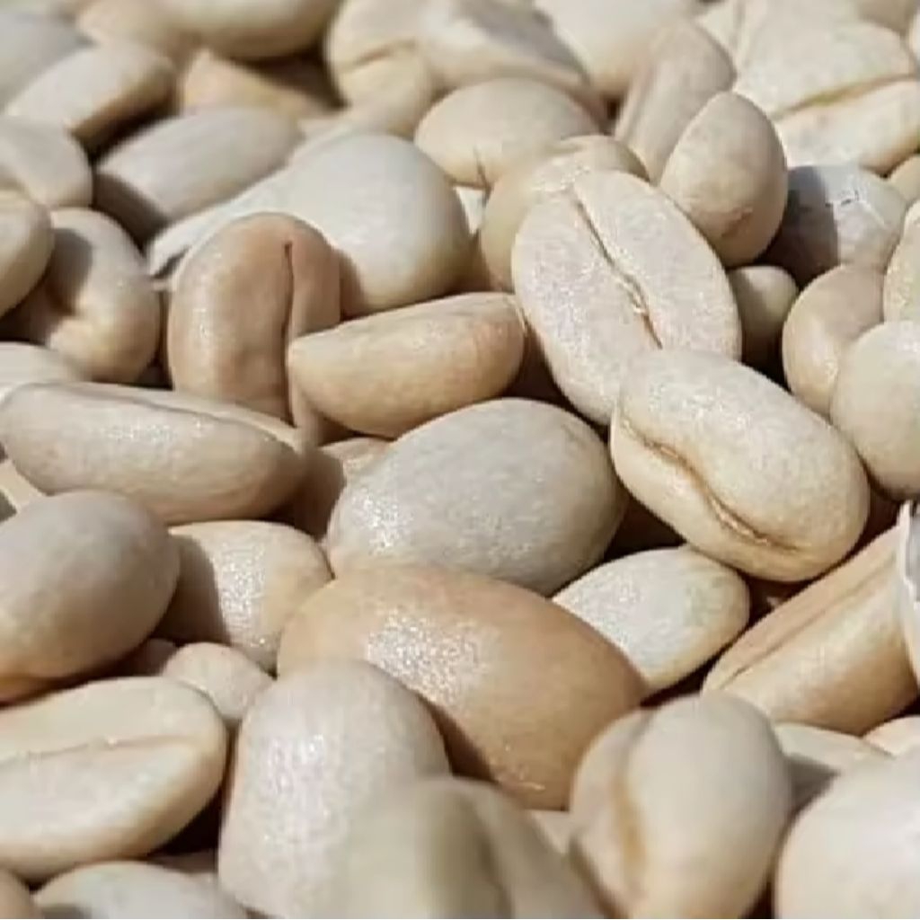 500gr Biji benih kopi arabika ateng unggul