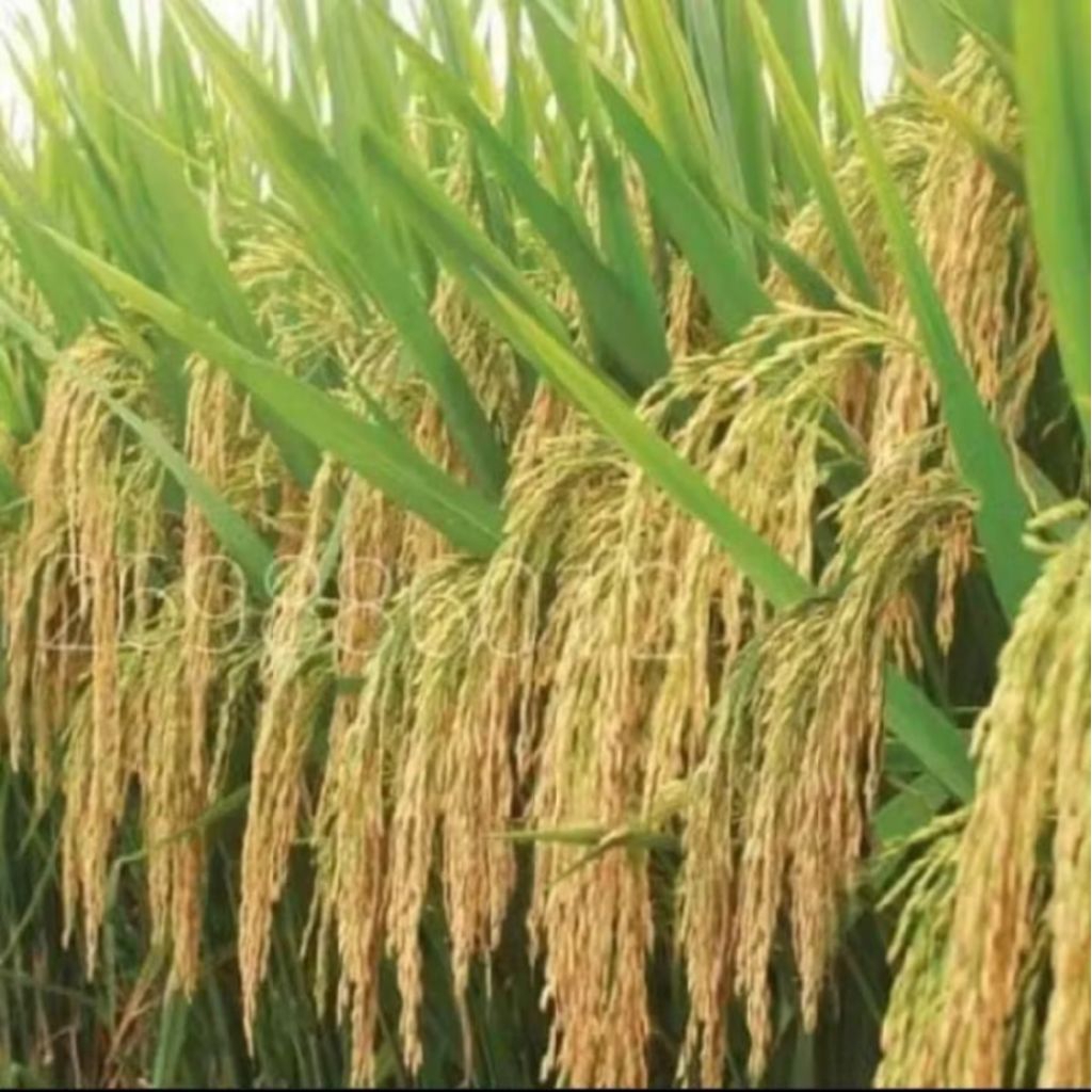 benih padi inpago 12 agritan berkualitas unggul 5kg