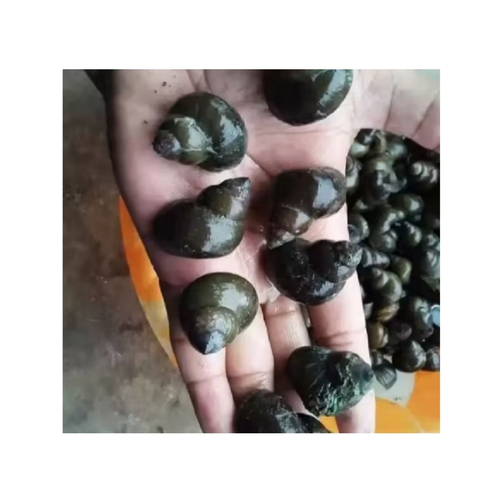 Tutut Sawah Segar/Tutut Balong Segar/1kg